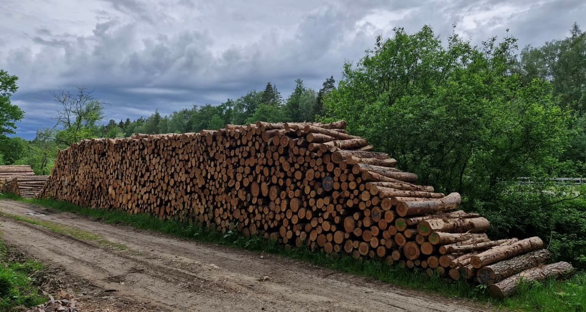 Gestapelte Rundholzstämme im Wald zur Berechnung des Holzvolumens in Festmetern